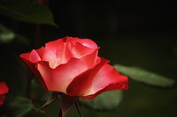 Bernhard Saalfeld - Schoenheit der Rose V